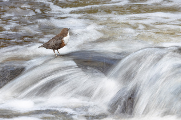 Wasseramsel in Bach. Das Wasser ist durch die lange Belichtung unscharf. 