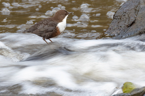 Wasseramsel in Bach. Das Wasser ist durch die lange Belichtung unscharf. 