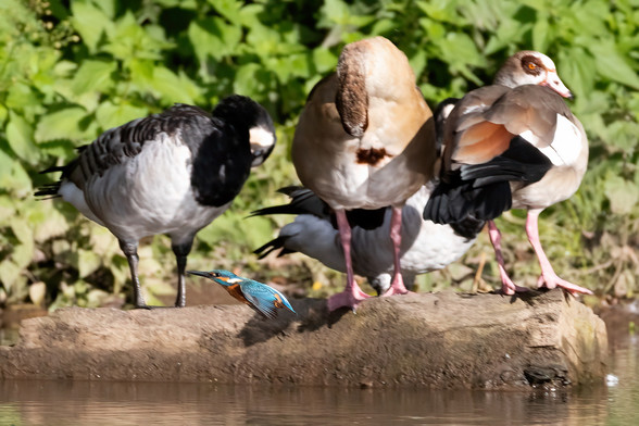 Auf einem Stein im Fluss stehen 2 Nilgänse und 2 Weißwangengänse. Vor ihnen fliegt ein Eisvogel. 