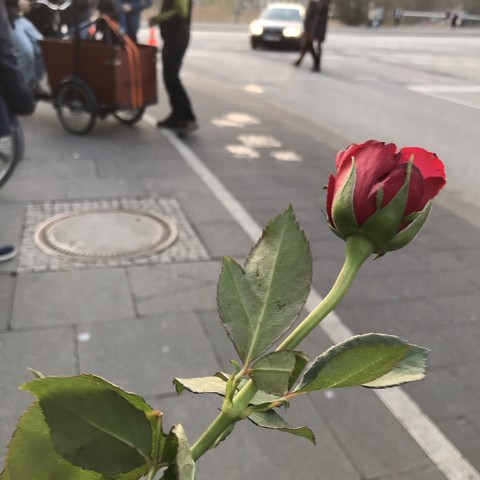 Im Vordergrund eine rote Rose, im Hintergrund verschwommen sieht man links ein Stück Fußweg, abgetrennt mit weißer Linie ein Radstreifen, dann rechts die Fahrbahn. Ganz unscharf weiter hinten einige Personen, die um ein Lastenrad herumstehen. 