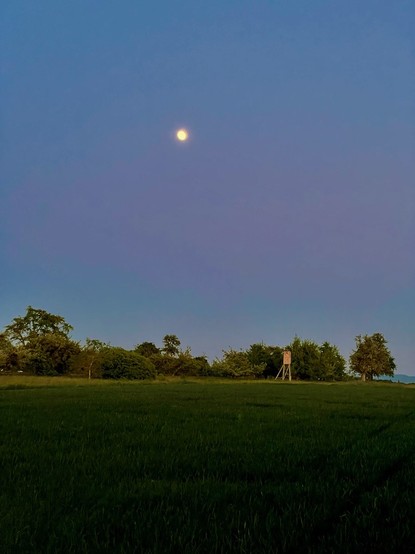 Photo of a grain field with some trees in the background. Up left the near full moon, down right a hunting platform. The evening sun makes it look like the hunting stand is lit by the moon. 