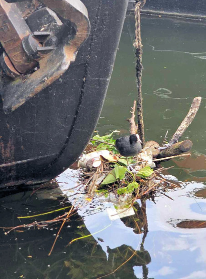 Eine Blässralle (alias Blässhuhn) auf einem Nest, das teilweise aus Abfällen gebaut wurde.