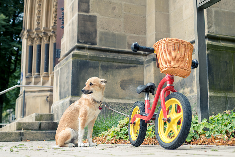 An einem kleinen, rot-gelben Kinderfahrrad mit Front-Korb ist ein Hund angeleint, der brav wartet.