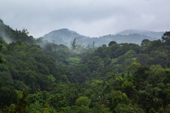 "The primary vegetation around Gurukula Botanical Sanctuary is wet evergreen, medium elevation rainforest."