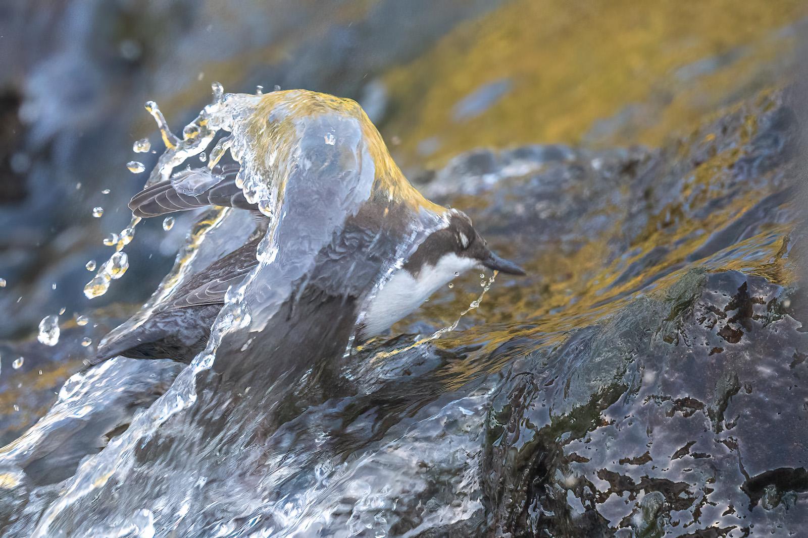Wasseramsel an einer kleinen Stromschnelle steckt den Kopf ins Wasser. Es bildet sich eine Art Mantel aus Wasser. Wasseramsel an einer kleinen Stromschnelle steckt den Kopf ins Wasser. Es bildet sich eine Art Mantel aus Wasser.