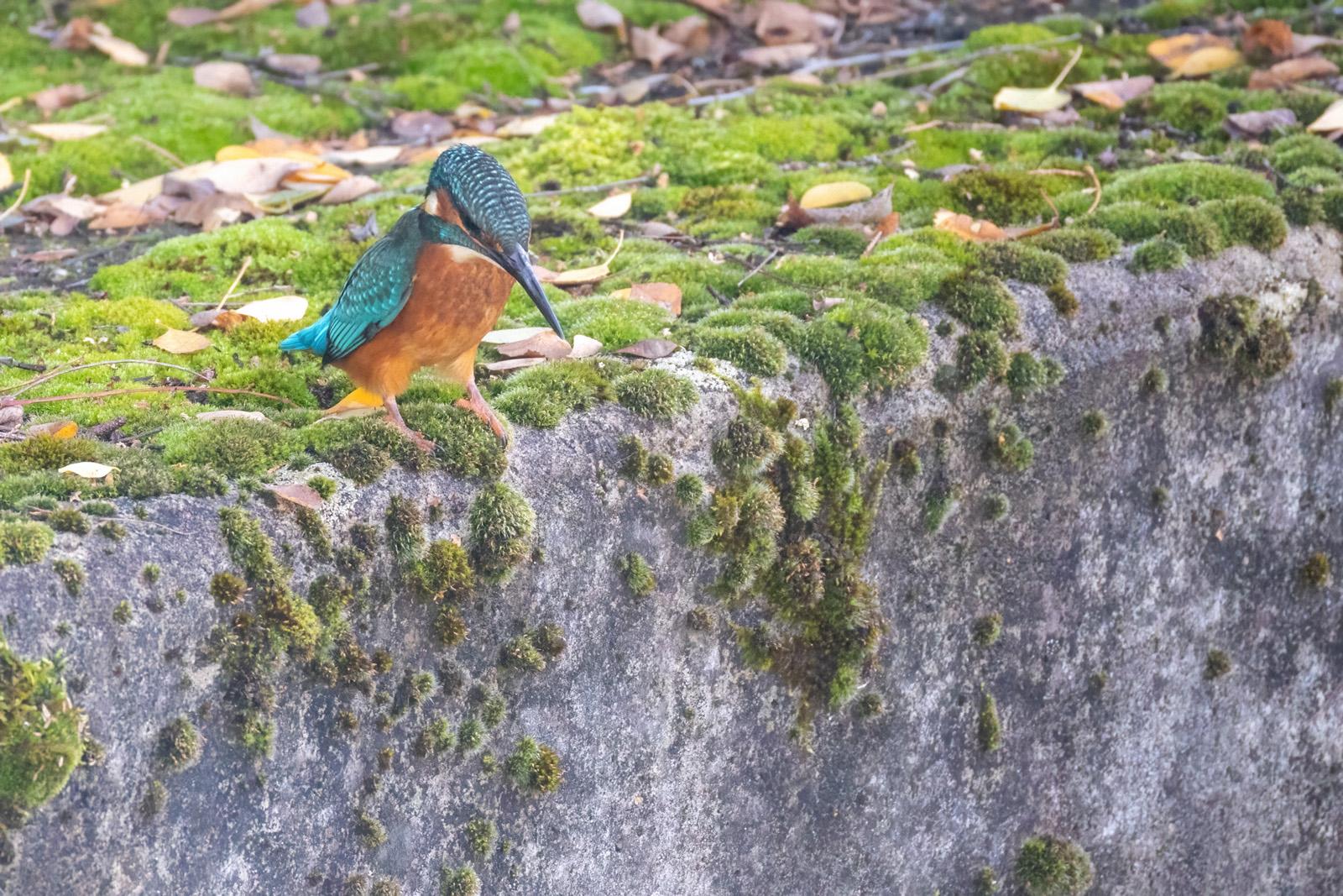 Eisvogel auf einer bemoosten Mauer
