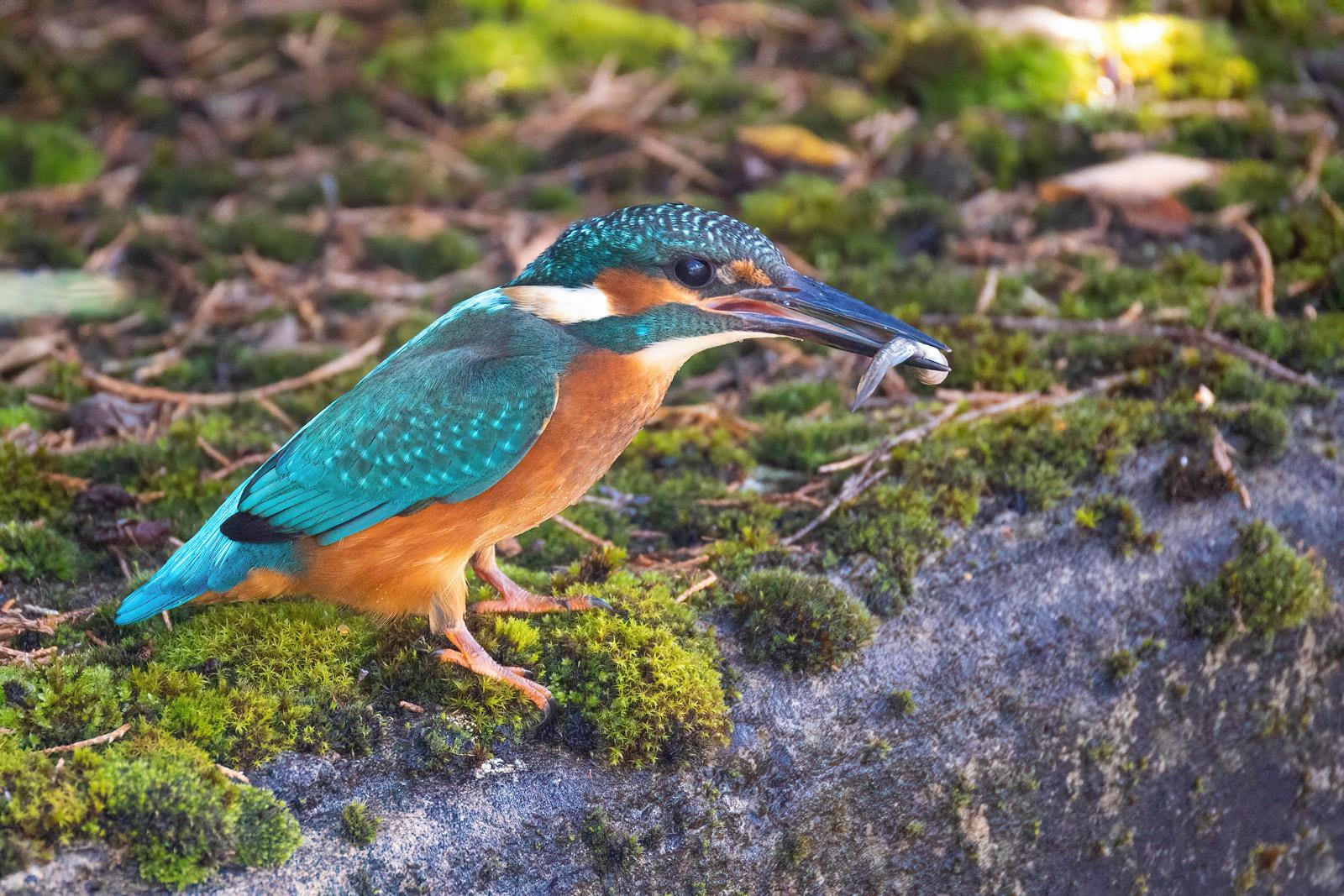 Eisvogel auf einer bemoosten Mauer mit Fisch im Schnabel