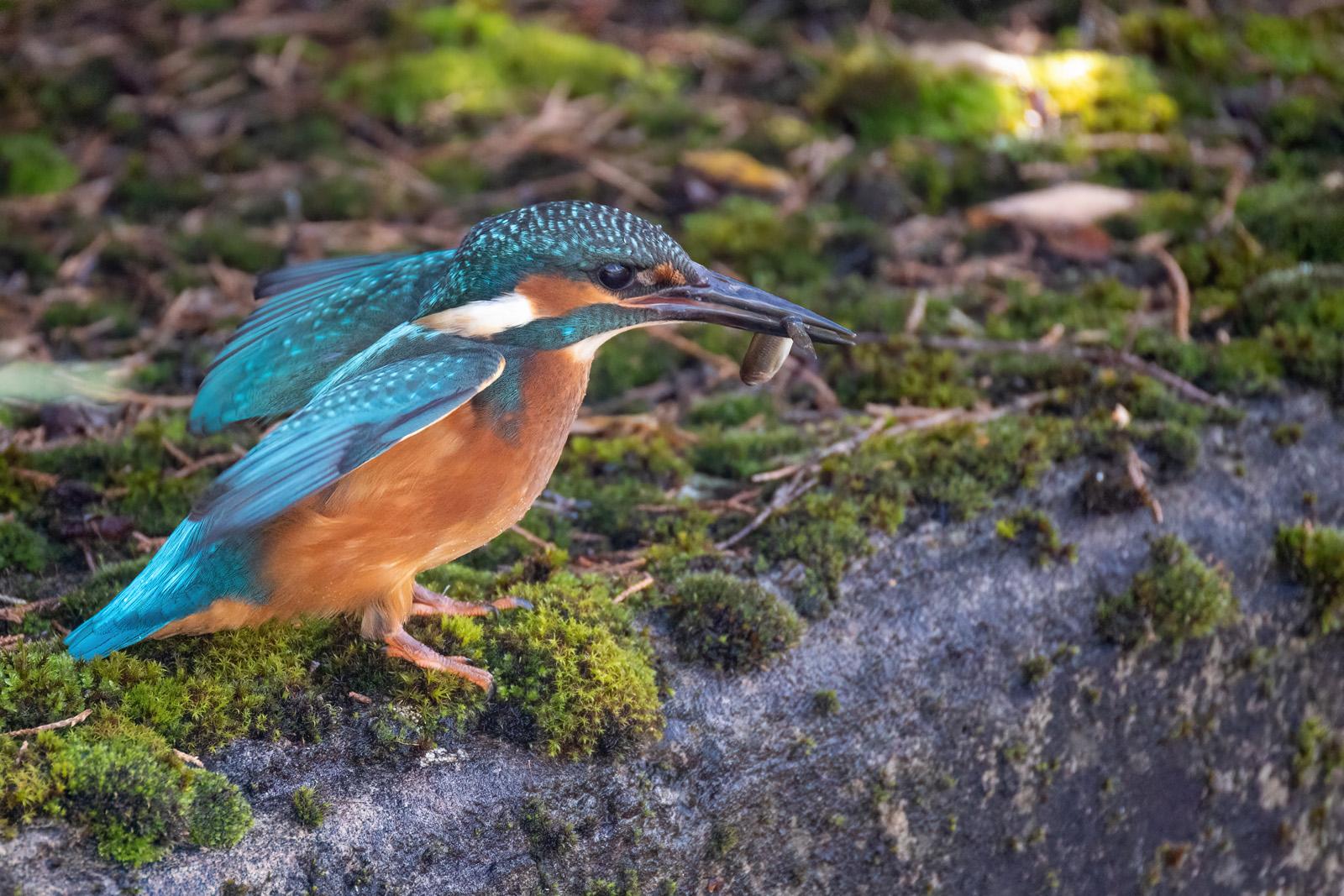 Eisvogel auf einer bemoosten Mauer mit Fisch im Schnabel