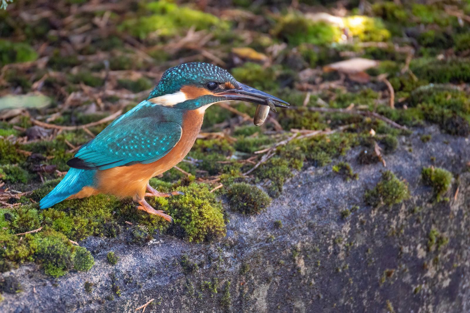 Eisvogel auf einer bemoosten Mauer mit Fisch im Schnabel