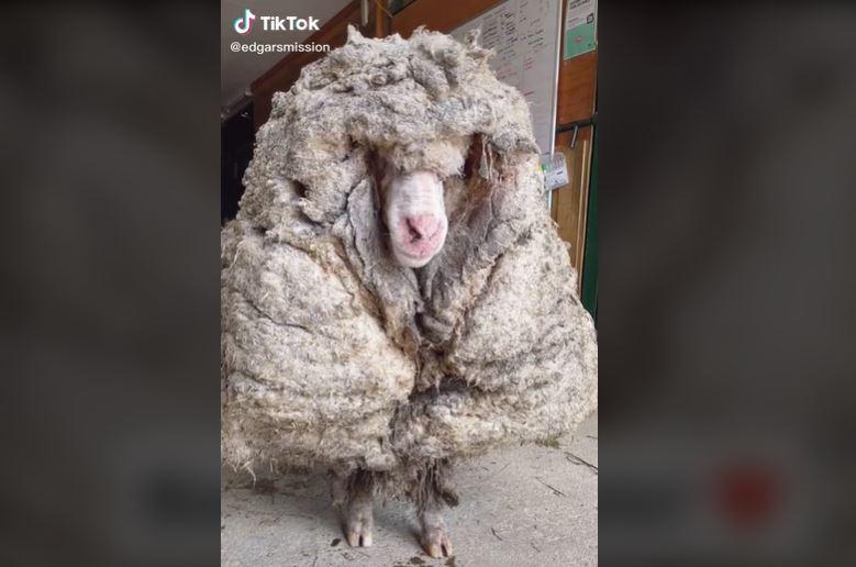Merinoschaf ohne Schur, kann sich kaum noch beheben