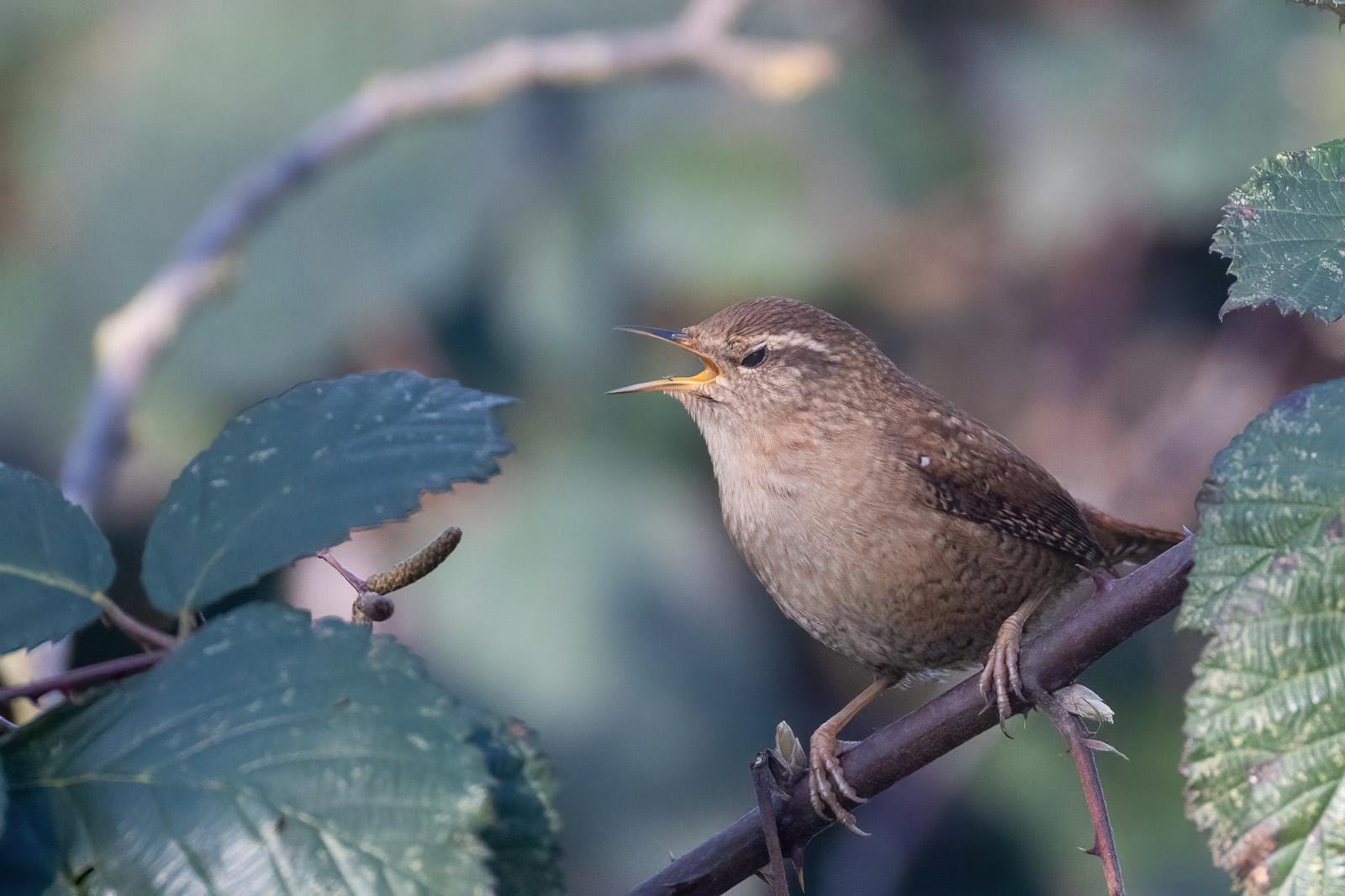 Zaunkönig mit offenem Schnabel und zugekniffenen Augen. Er sitzt zwischen Brombeerhecken.