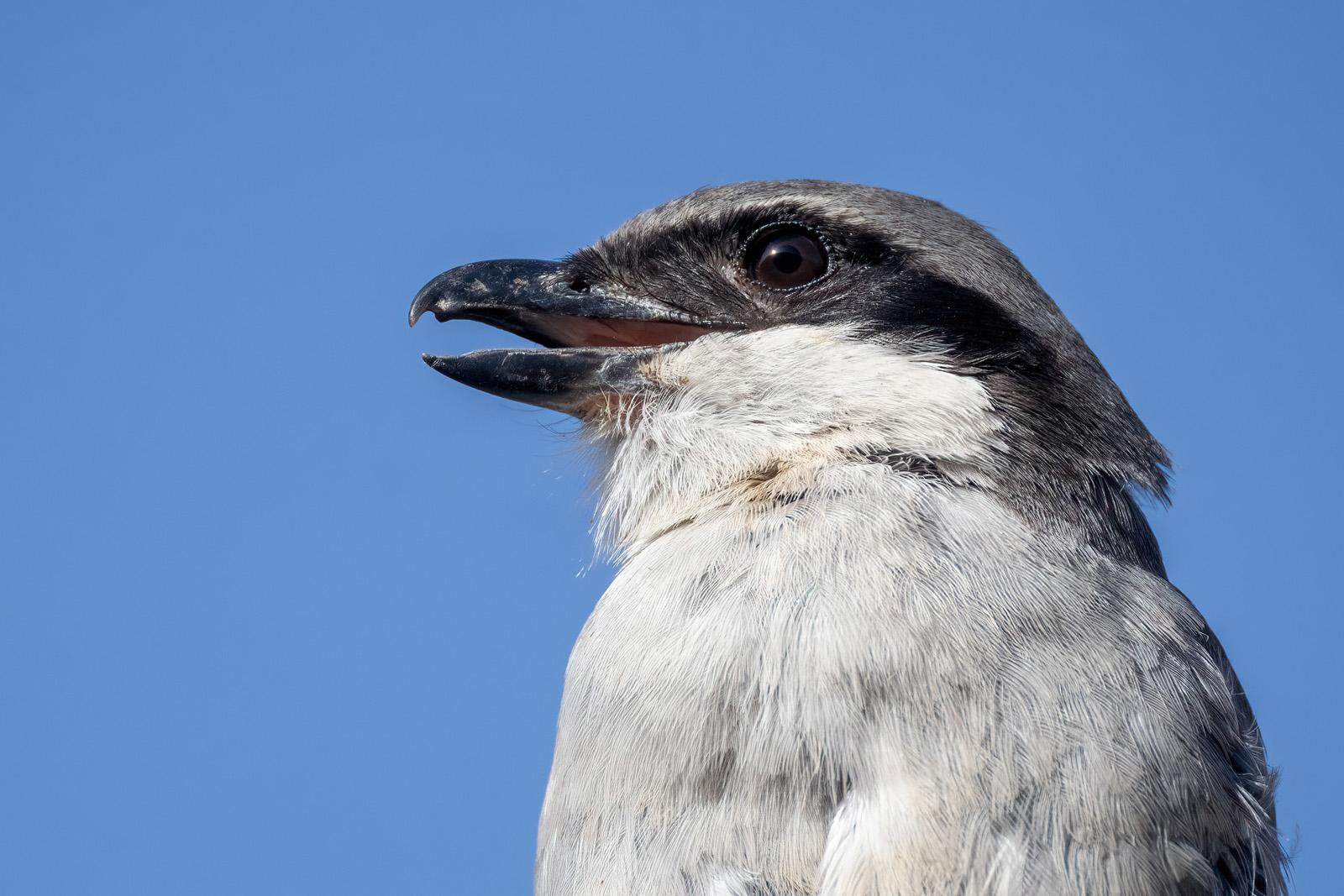 Portrait eines Raubwürgers
