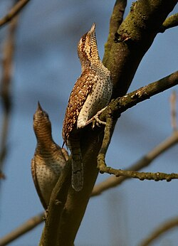 Recht munterer Specht, der gerne Kopf & Hals bewegt und mit seinem braunen Federkleid gut getarnt ist. Bild von https://de.wikipedia.org/wiki/Wendehals_(Vogel)#/media/Datei:Jynx_torquilla_1_(Martin_Mecnarowski).jpg CC BY-SA 3.0 Martin Mecnarowski