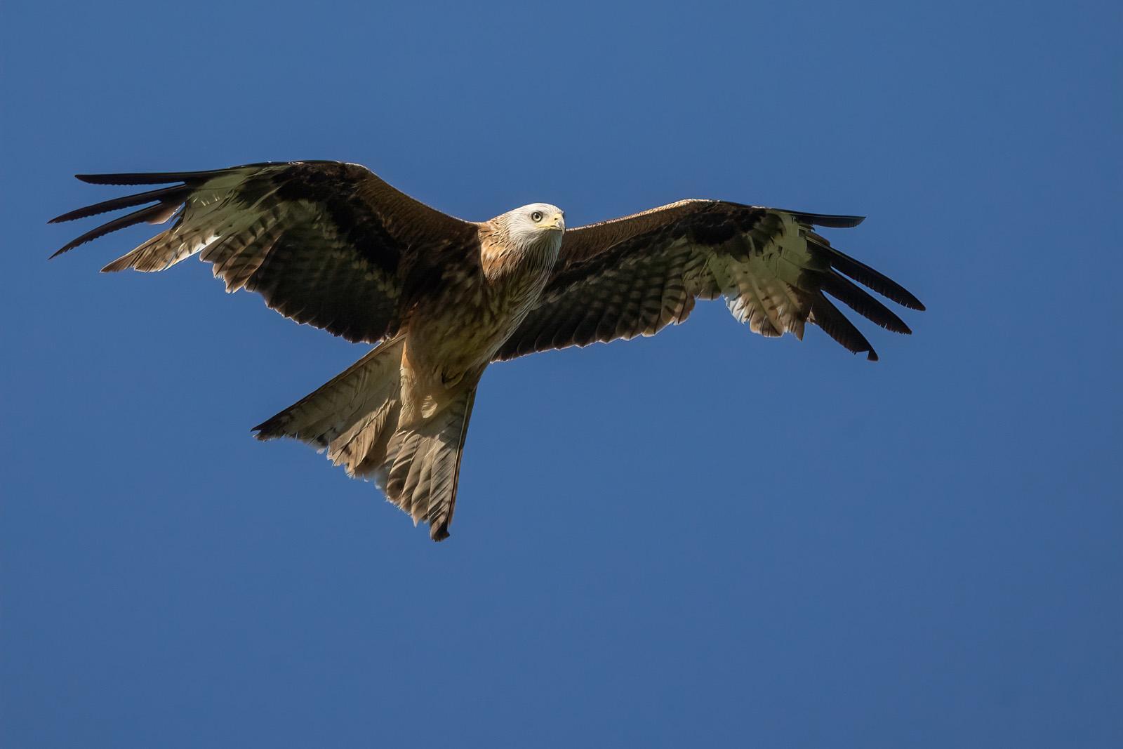 Rotmilan im Flug vor blauem Himmel.