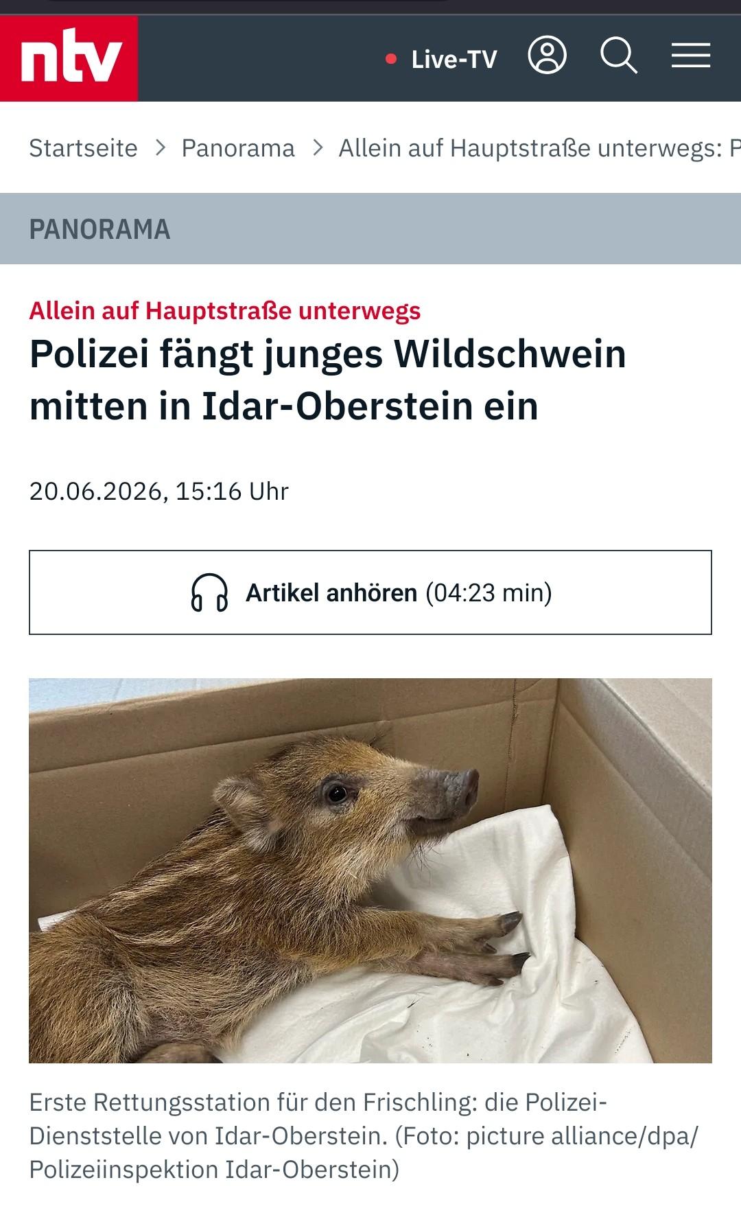Screenshot von n-tv. Bild von einem Frischling. Polizei fängt junges Wildschwein mitten in Idar-Oberstein.