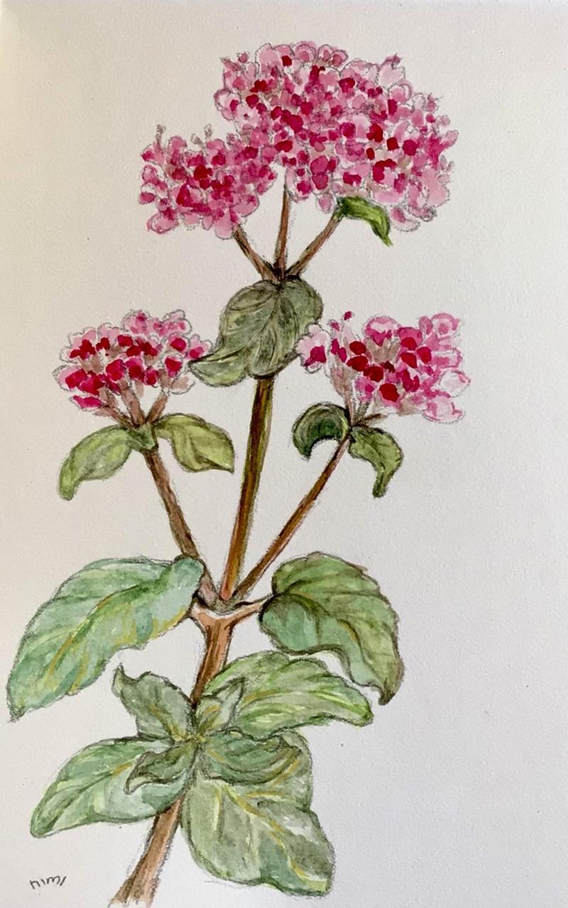 Aquarell. Ein Stiel eines Dost mit den typischen rosarot-violetten Doldenblüten und darunter jeweils Blattwerk.