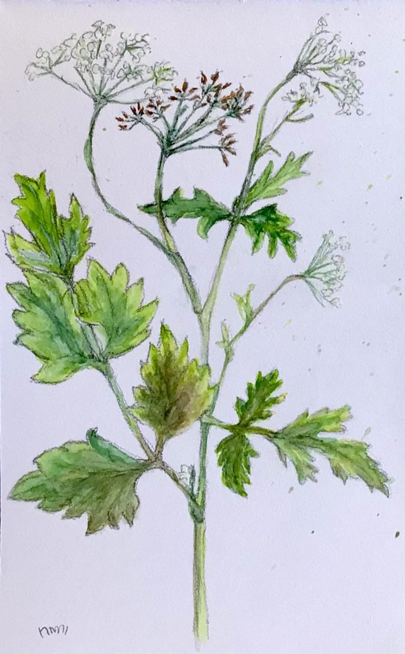 Aquarell. Stiel einer großen Pimpinelle, unten beidseitig abgehendes Blattwerk, im oberen Teil der Pflanze verzweigen sich Stiele zu weißen Doppeldolden-Blüten. Mittig eine Dolde mit dunklen Samen.