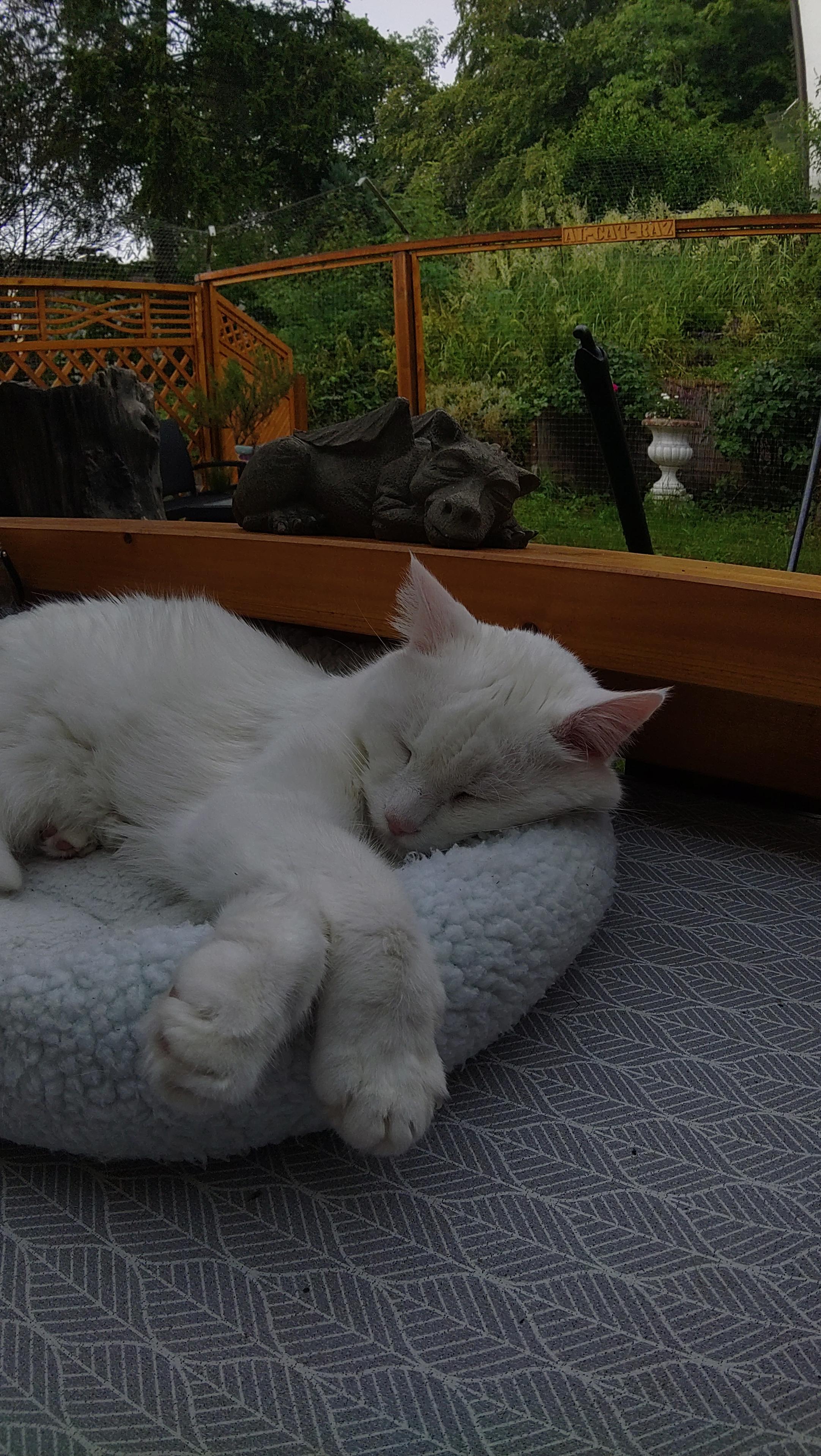 A scene outside, on a patio: A white cat lies in a cat bed on a table and stretches the front legs away from him. He is sleeping. 
Right behind and slightly above him, a dragon figure lies in almost the same gesture on a balustrade.
Behind them, one can see a slightly chaotic garden.
It's a very peaceful scene.