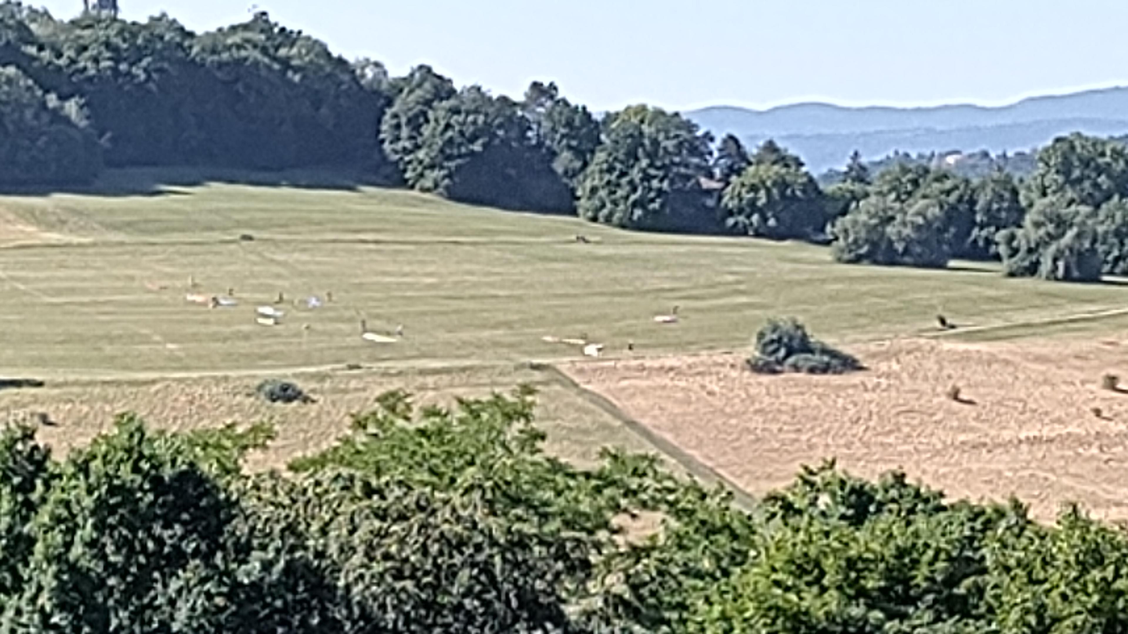 Paragleiter auf einer Wiese