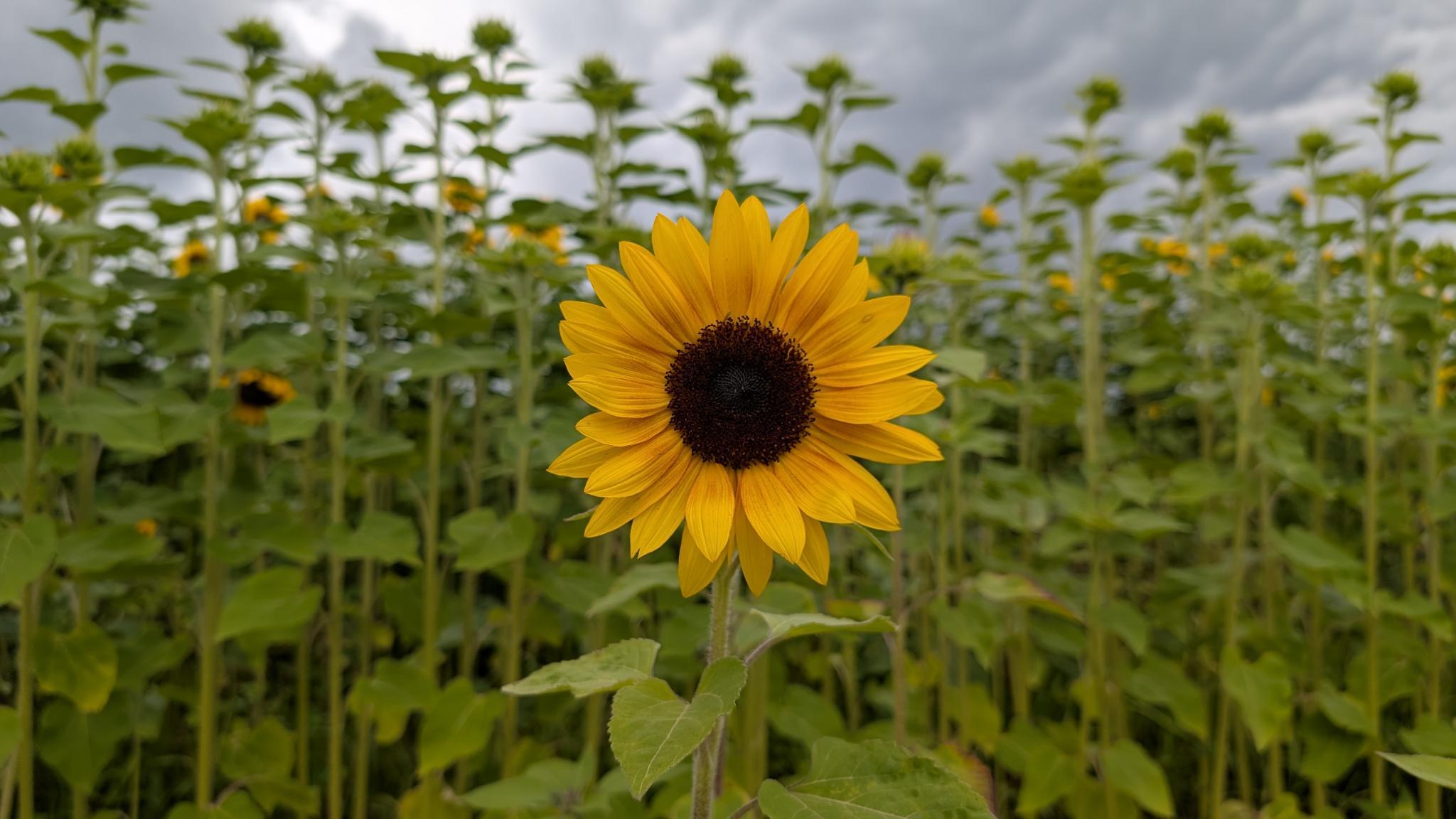 Einzelne Sonneblume im Vordergrund. Im Hintergrund ein ganzes Feld mit Sonnenblumen